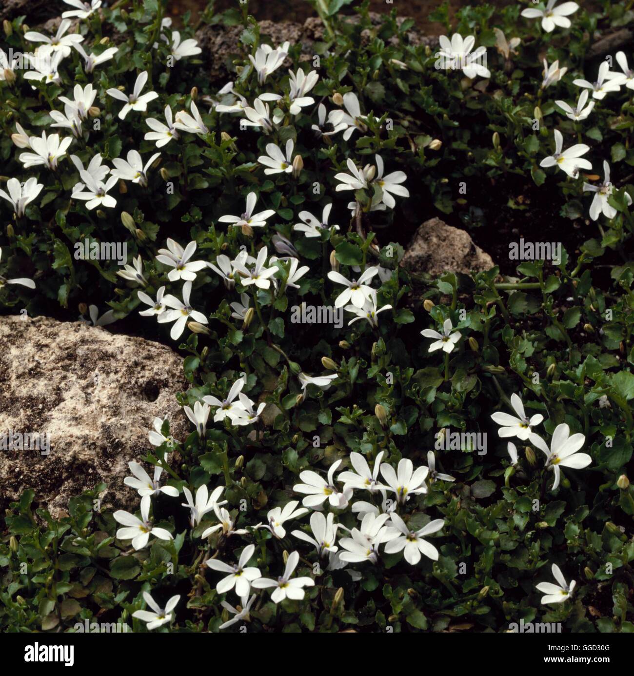 Pratia angulata - `Tennyson'- - (Syn Lobelia angulata)   ALP001972  /Photosho Stock Photo